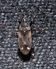 Eremocoris ferus