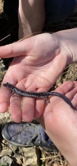 Plethodon ouachitae