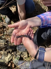 Plethodon ouachitae