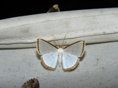 Leuciris