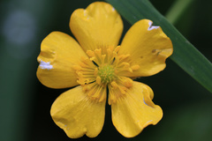 Geum magellanicum