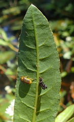 Galerucella nymphaeae