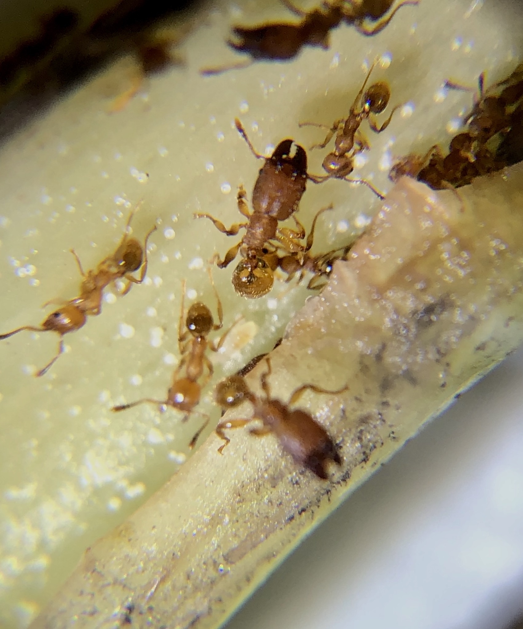 Pheidole bicornis