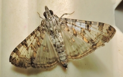 Dysallacta negatalis