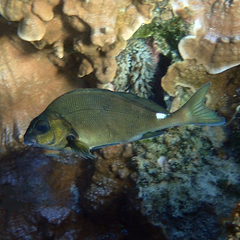 Morwong ephippium