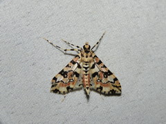 Conchylodes bryophilalis
