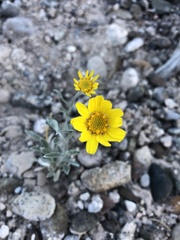 Tetraneuris argentea