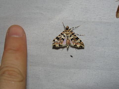 Conchylodes bryophilalis