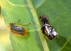 Galerucella nymphaeae