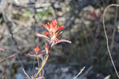 Castilleja subinclusa subinclusa