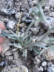 Tetraneuris argentea