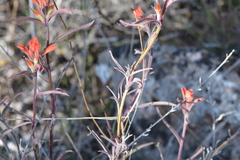 Castilleja subinclusa subinclusa
