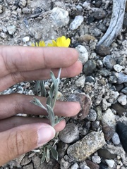 Tetraneuris argentea