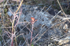 Castilleja subinclusa subinclusa
