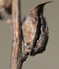 Castilleja subinclusa subinclusa