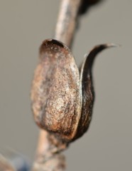 Castilleja subinclusa subinclusa