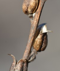 Castilleja subinclusa subinclusa