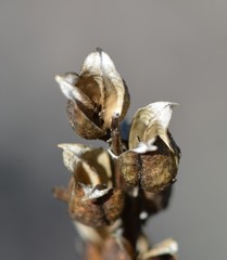 Castilleja subinclusa subinclusa