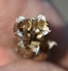 Castilleja subinclusa subinclusa