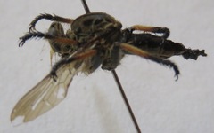 Amblyonychus