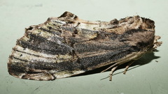 Antithemerastis acrobela