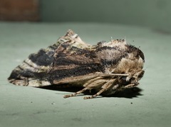 Antithemerastis acrobela