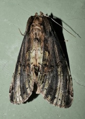Antithemerastis acrobela