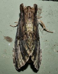 Antithemerastis acrobela