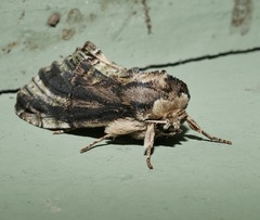 Antithemerastis acrobela