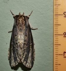Antithemerastis acrobela