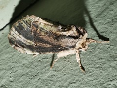 Antithemerastis acrobela
