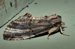 Antithemerastis acrobela