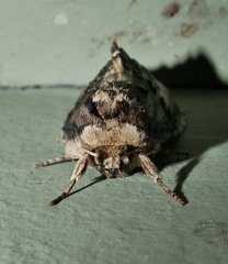 Antithemerastis acrobela
