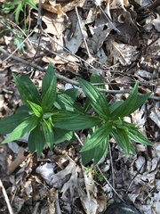 Lithospermum latifolium