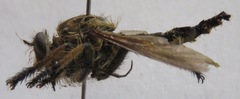 Amblyonychus