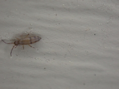 Willowsia nigromaculata