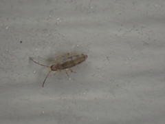 Willowsia nigromaculata