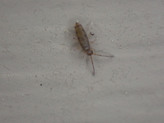 Willowsia nigromaculata