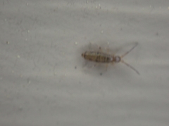 Willowsia nigromaculata