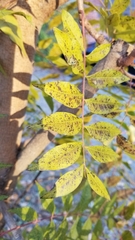 Pistacia chinensis