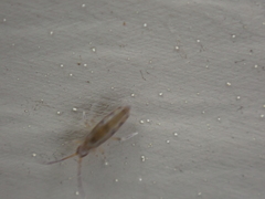 Willowsia nigromaculata