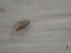 Willowsia nigromaculata