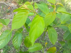 Colubrina arborescens