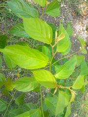 Colubrina arborescens