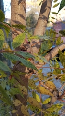 Pistacia chinensis