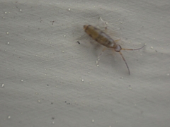 Willowsia nigromaculata