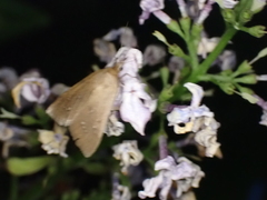 Diastictis