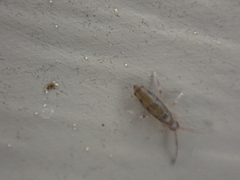 Willowsia nigromaculata