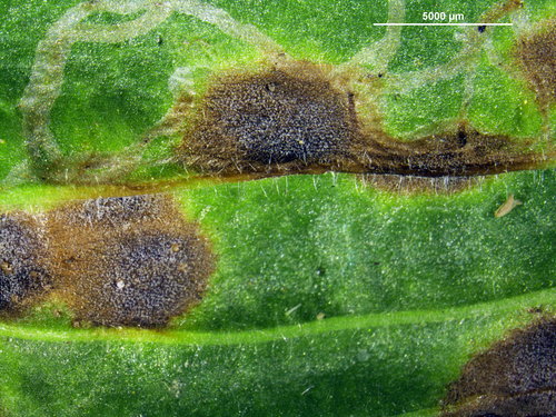 Ramularia rhabdospora