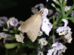 Diastictis